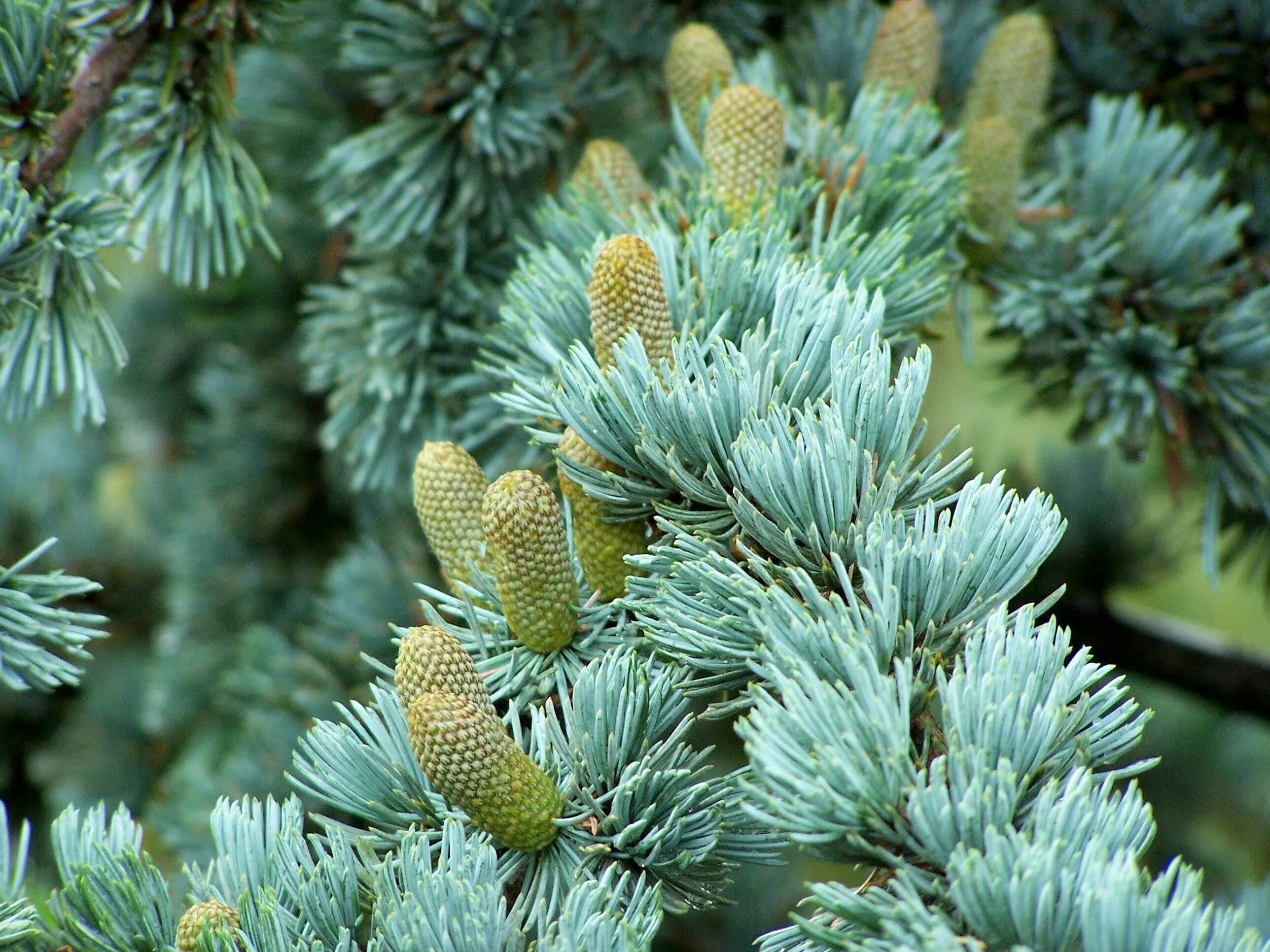 Хвойно жемчужные. Кедр атласский. Кедр атласский хвоя. Cedrus Atlantica. Кедр атласский дерево.