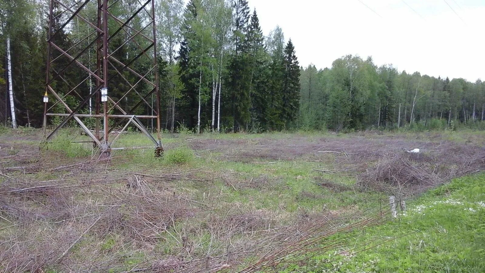 Погода воргаш талдомский. Талдомский лес. лесничества талдомского.