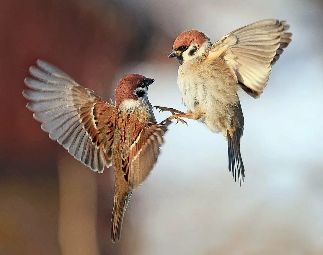 Птички раз птички два. Две птички рядом. Птицы поют. Воробей птица. Птичка мульт.