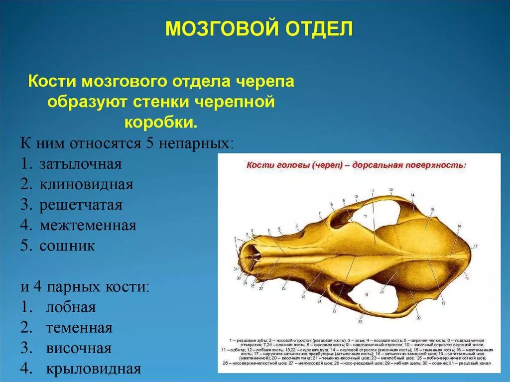 Сошник кость. Мозговой отдел черепа. Сошник кость животных. Кости мозгового черепа животных. Мозговой отдел черепа коровы.