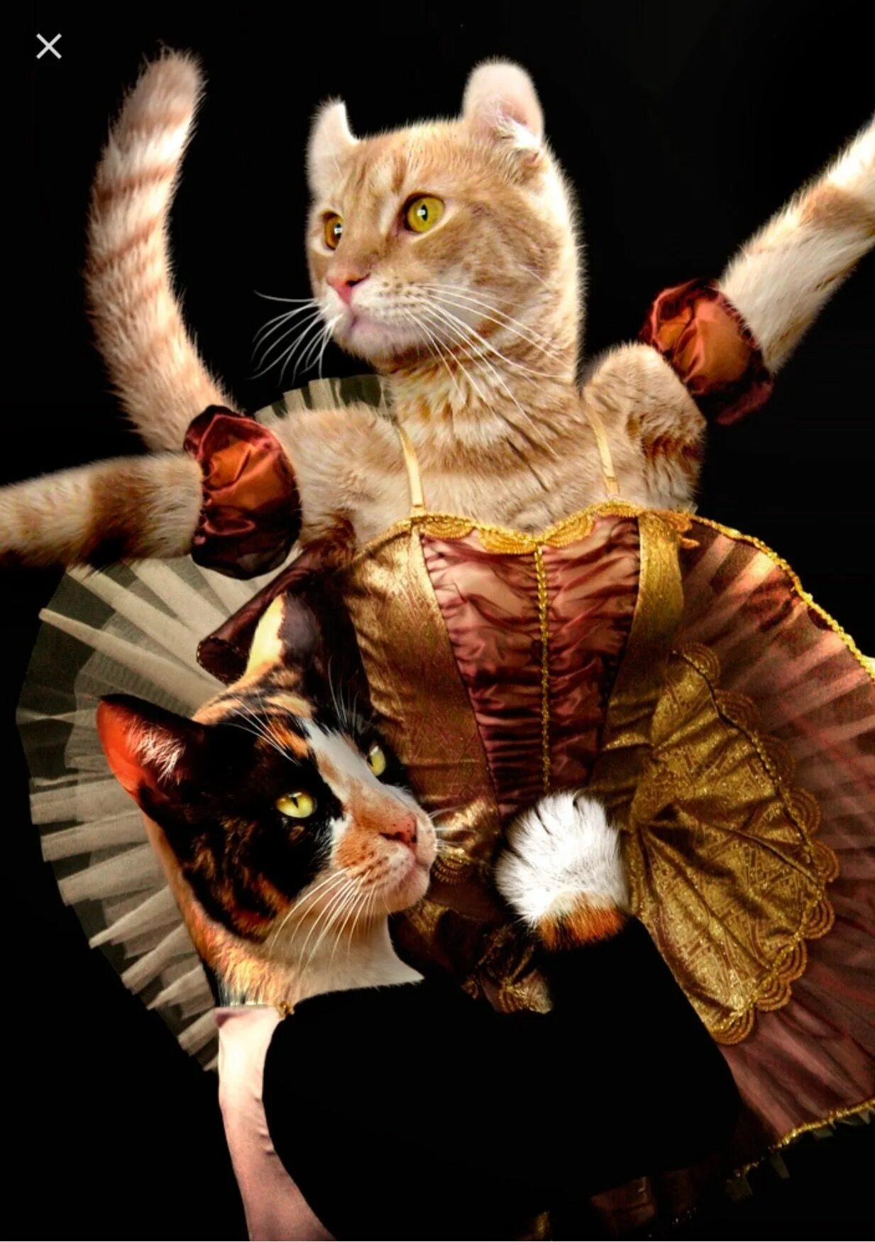 Где коты танцуют. Коты танцуют. Коты танцы. Кошка пляшет. Котик танцует.