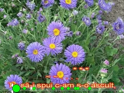 Посадка многолетней астры