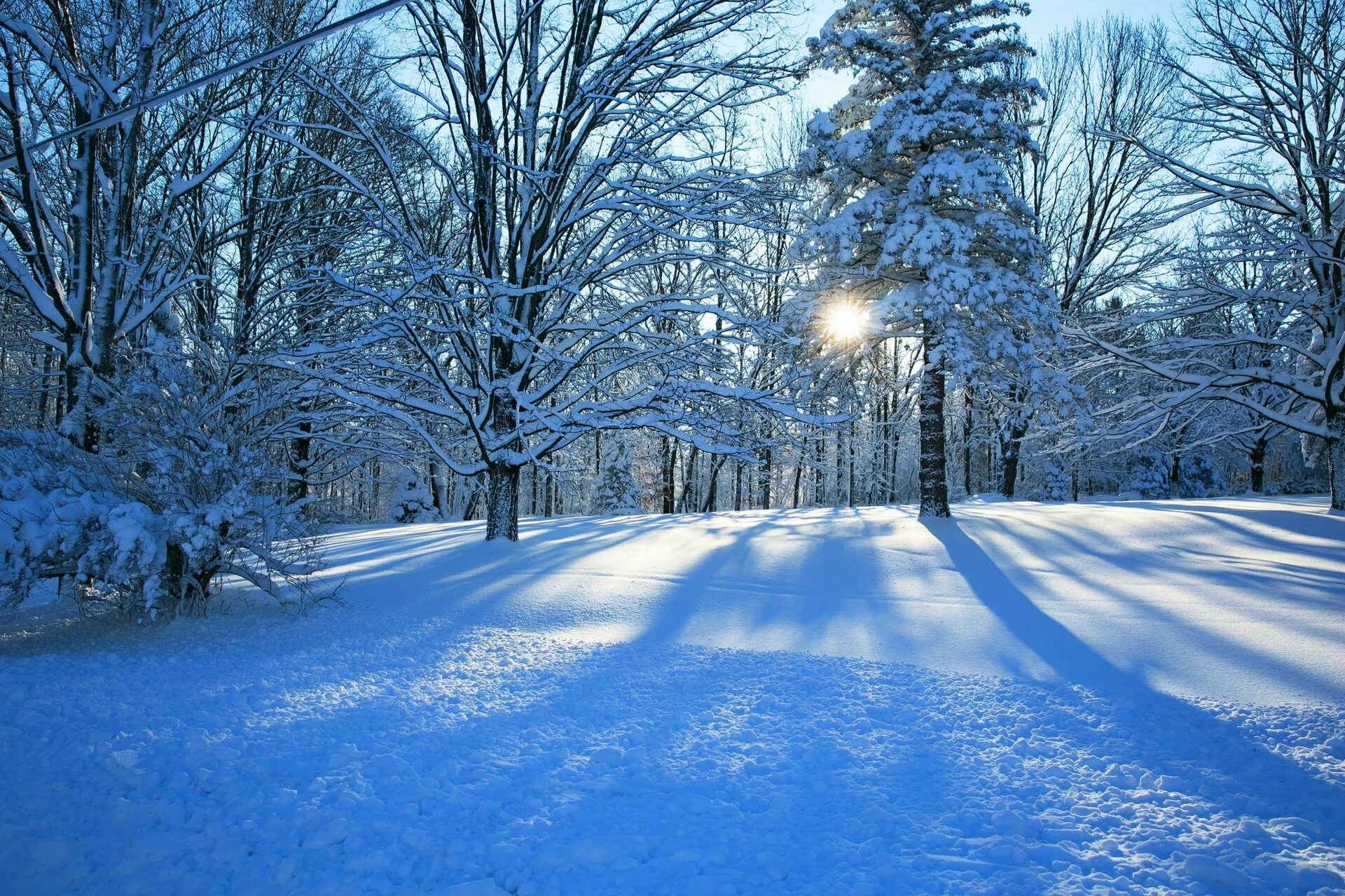 Зима снег. Красивая зима. Зимний лес. Зимний пейзаж.
