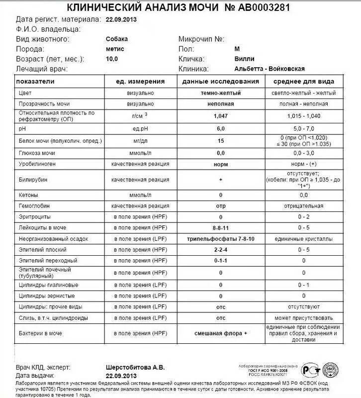 Норма показателей общего анализа мочи у кота. Анализ мочи бактерии норма. Общий анализ мочи собаки норма. Анализ мочи расшифровка у женщин бактерии норма. Бактерии и слизь в моче у женщин