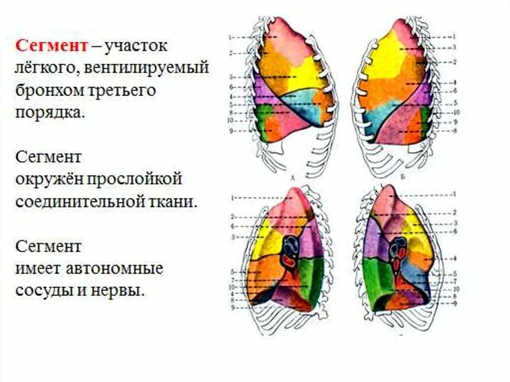 Правое легкое сколько долей. Топографическая анатомия легких доли сегменты. Строение легких доли сегменты дольки. Топография сегментов и долей легкого. Сегментарное строение левого легкого.