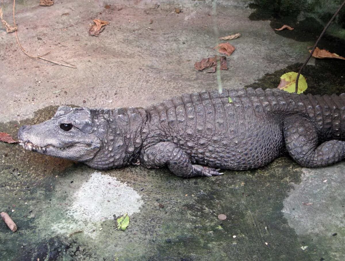 Крокодилы хамелеон. Африканский карликовый крокодил. Африканский тупорылый крокодил. Тупорылый карликовый крокодил. Тупорылый Кайман.