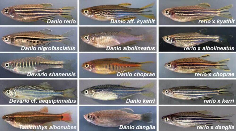 Данио аквариумные рыбки. Данио рерио. Рыбки Danio rerio. Рыбка данио рерио.