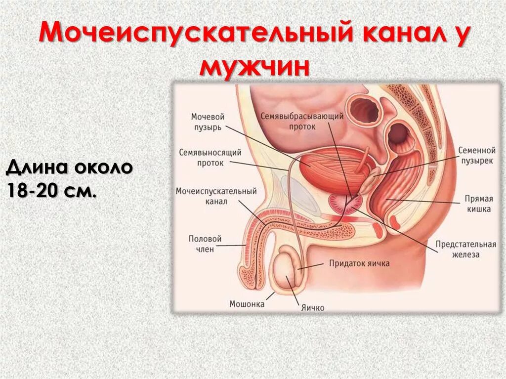 Где находится картинки. Мочеиспускательный канал строение рисунок. Мочеиспускательный канал у мужчин анатомия. Женский мочеиспускательный канал анатомия строение. Строение мужской уретры анатомия.