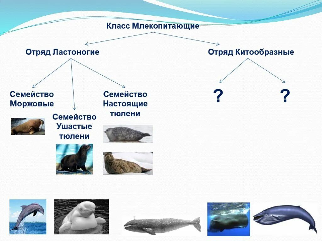 Водные млекопитающие примеры. Китообразные и ластоногие представители. Отряд ластоногие классификация. Отряд китообразные классификация. Отряд китообразные усатые киты.