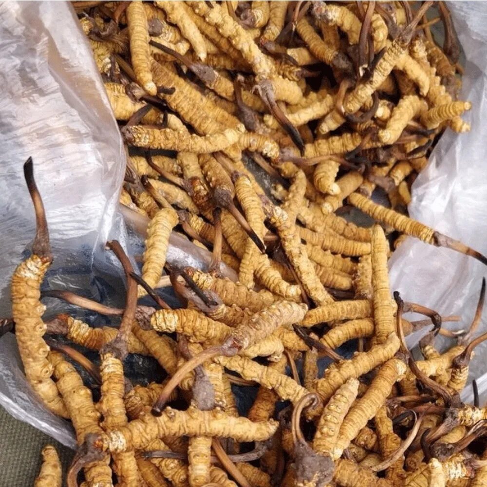 Кордицепс китайский "Cordyceps sinensis". Грибы Ярсагумба кордицепс. Ярсагумба (кордицепс китайский). Ярсагумба гриб тибетский.