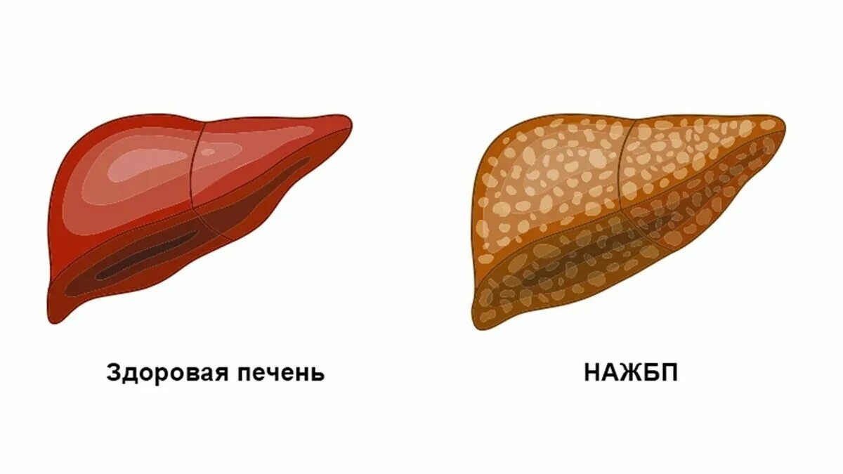 У каких животных печень