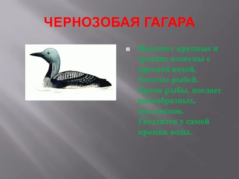 Песня гагара текст. Чернозобая гагара. систематика чернозобая гагара. чернозобая гагара красная книга удмуртии.
