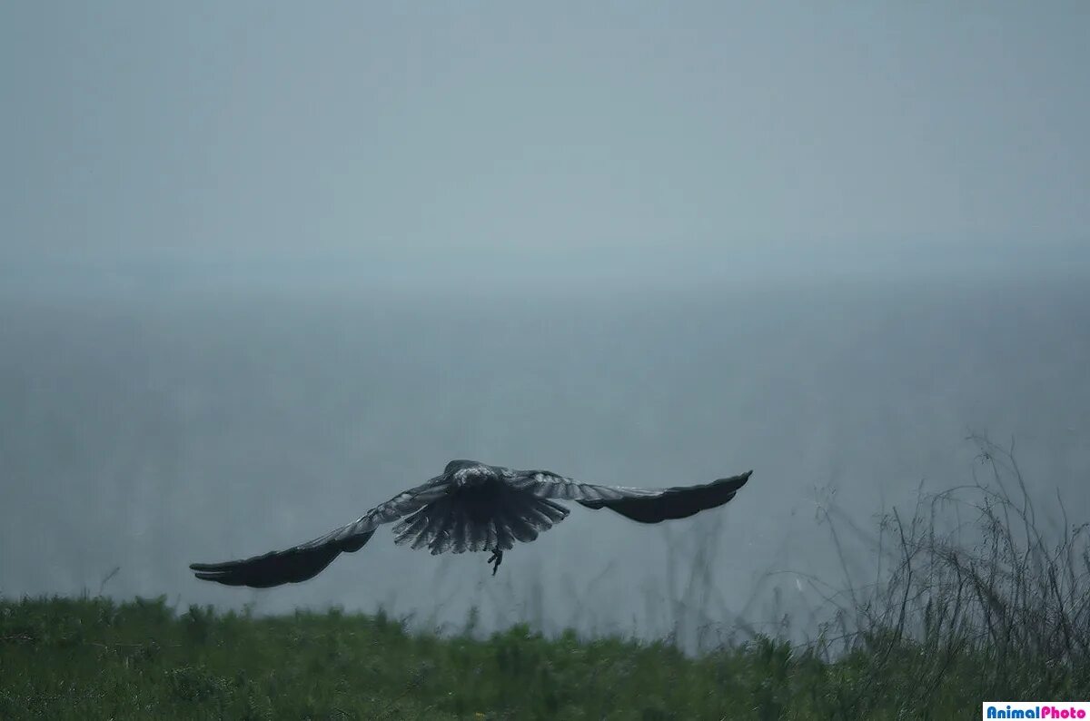 птица в полете. птицы над лесом в тумане. вороны кружат. одинокий ворон. вороны в небе.