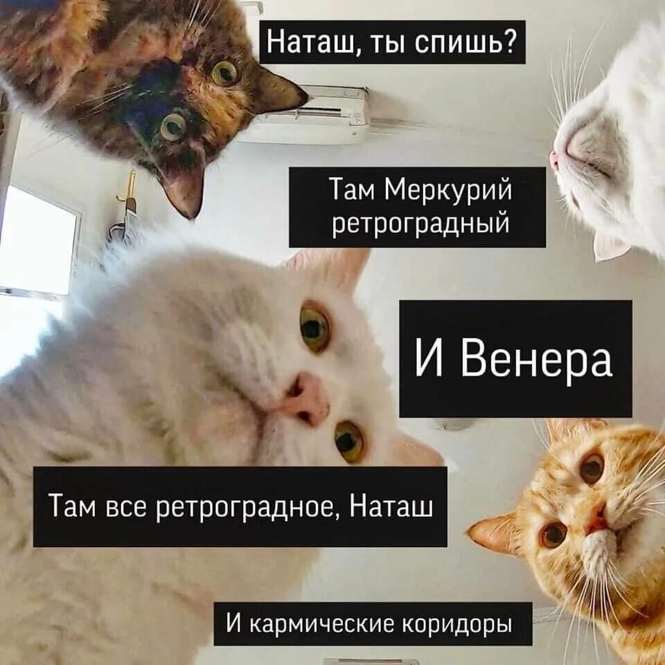 Теперь кота