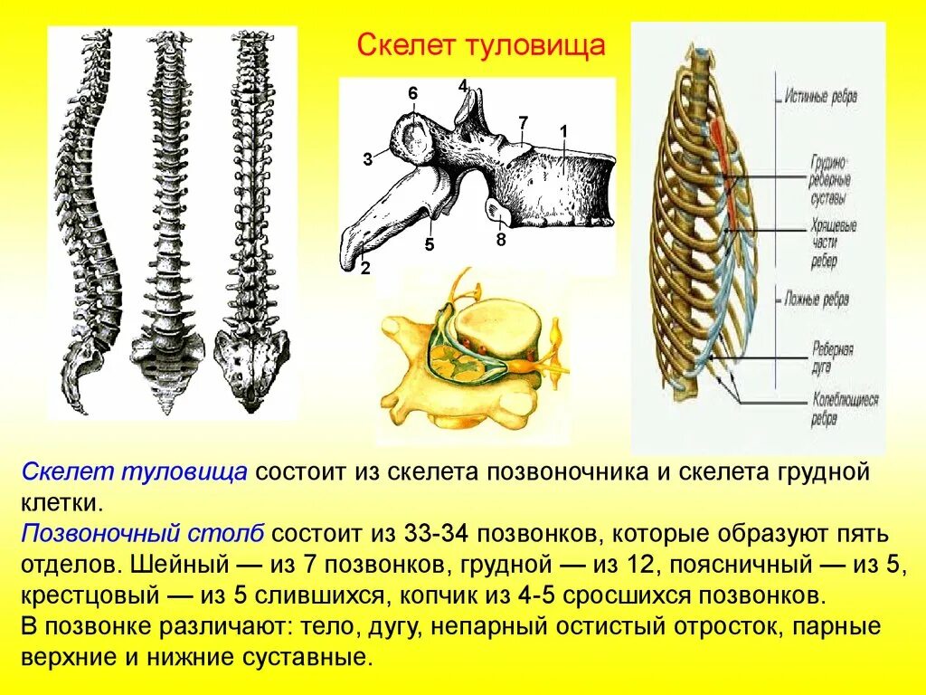 Кости позвоночника тип соединения. Скелет туловища Тип соединения костей. Соединение костей туловища Тип соединения. Скелет туловища отделы грудная клетка строение соединение костей. Скелет туловища Позвоночный столб строения и соединения.