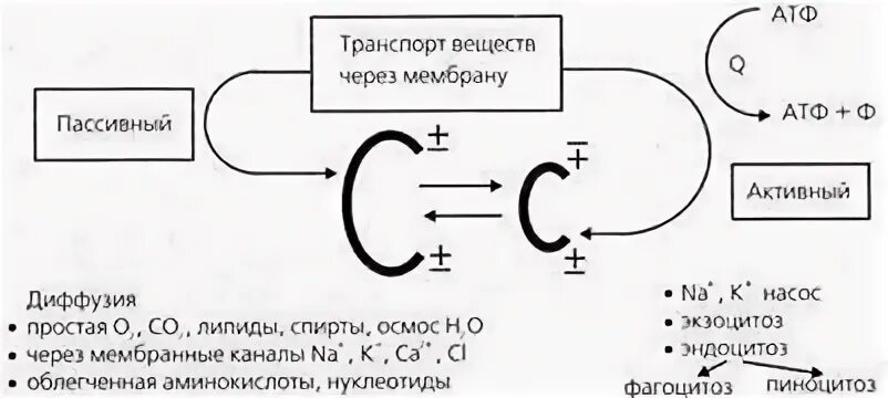 Почему осмос пассивный транспорт