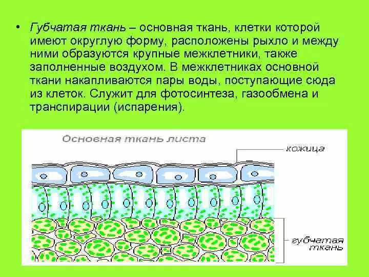 Особенности строения губчатой ткани. Губчатая и столбчатая ткань функции. Столбчатая ткань листа ткань. Столбчатая ткань и губчатая ткань листа-.