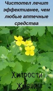 Лечебные свойства чистотела и противопоказания