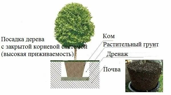 Не посаженные деревья как пишется