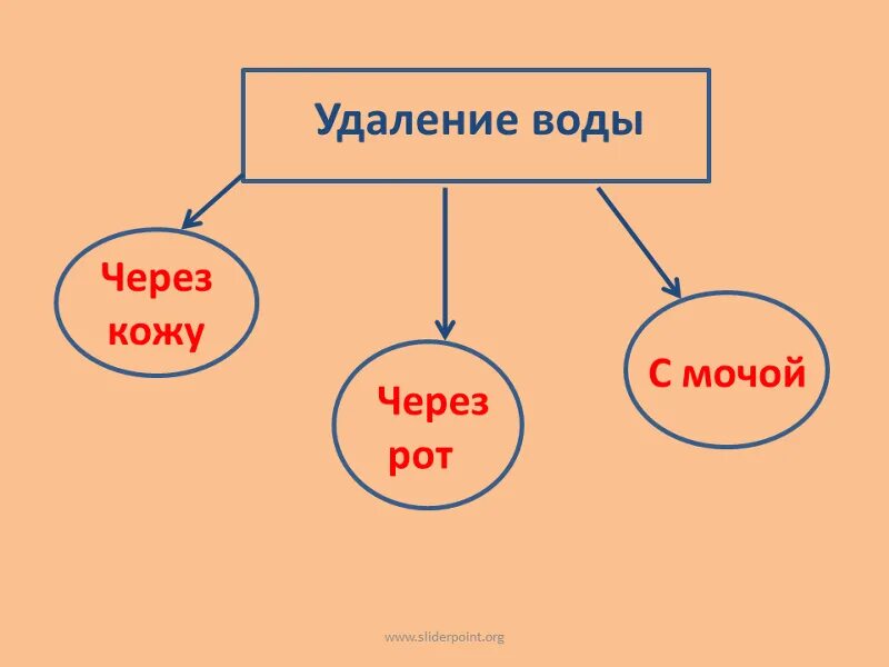 Почки удаляют из организма. Как почки удаляют из организма вредные вещества. как почки удаляют из организма вредные вещества 4 класс. вопросы как почки удаляют из организма вредные вещества. &quot;как почки удаляют из организма вредные вещества&quot;, рисунок.