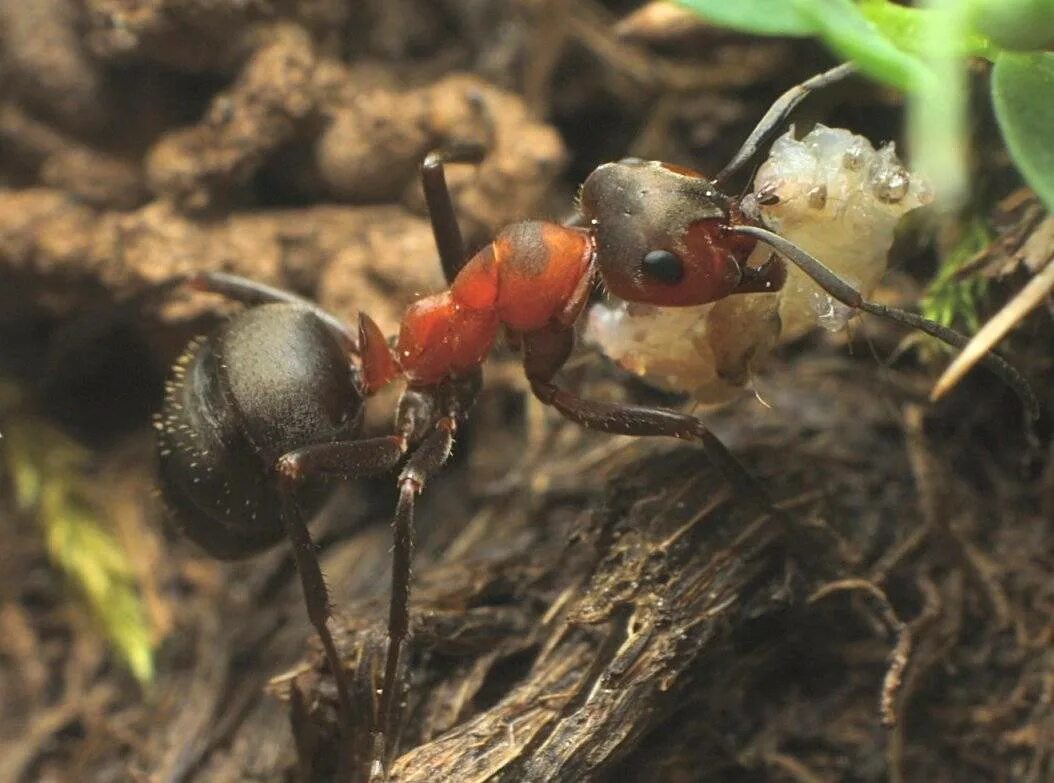 Муравьиный вид. Формика Руфа Муравейник. Муравьи жнецы гнездо. Рыжий Лесной муравей личинка. Личинка муравья лесного.