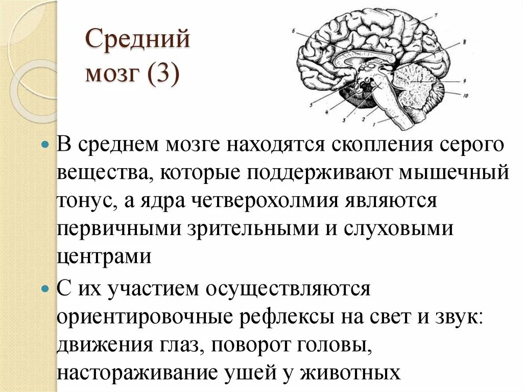 Промежуточный мозг схема. Средний и промежуточный мозг. Промежуточный мозг строение. Средний мозг и промежуточный мозг. Из каких веществ состоит мозг