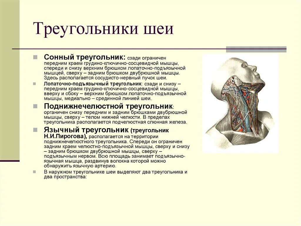 Содержимое шеи. Шейные треугольники топографическая анатомия. наружный треугольник шеи топография. подбородочный треугольник шеи анатомические образования.