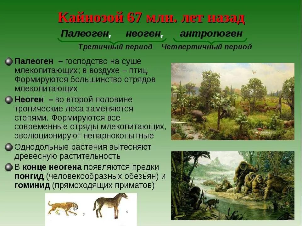 Кайнозой Эра периоды. Кайнозойская Эра период палеоген. Кайнозой Эра неоген. Третичный период кайнозойской эры таблица.