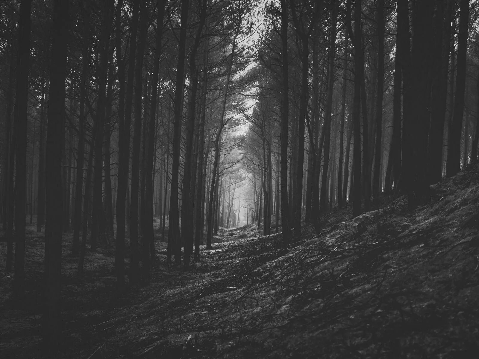 Самый черный лес. Мрачный лес. Лес чб. Темный лес. Леч чб.