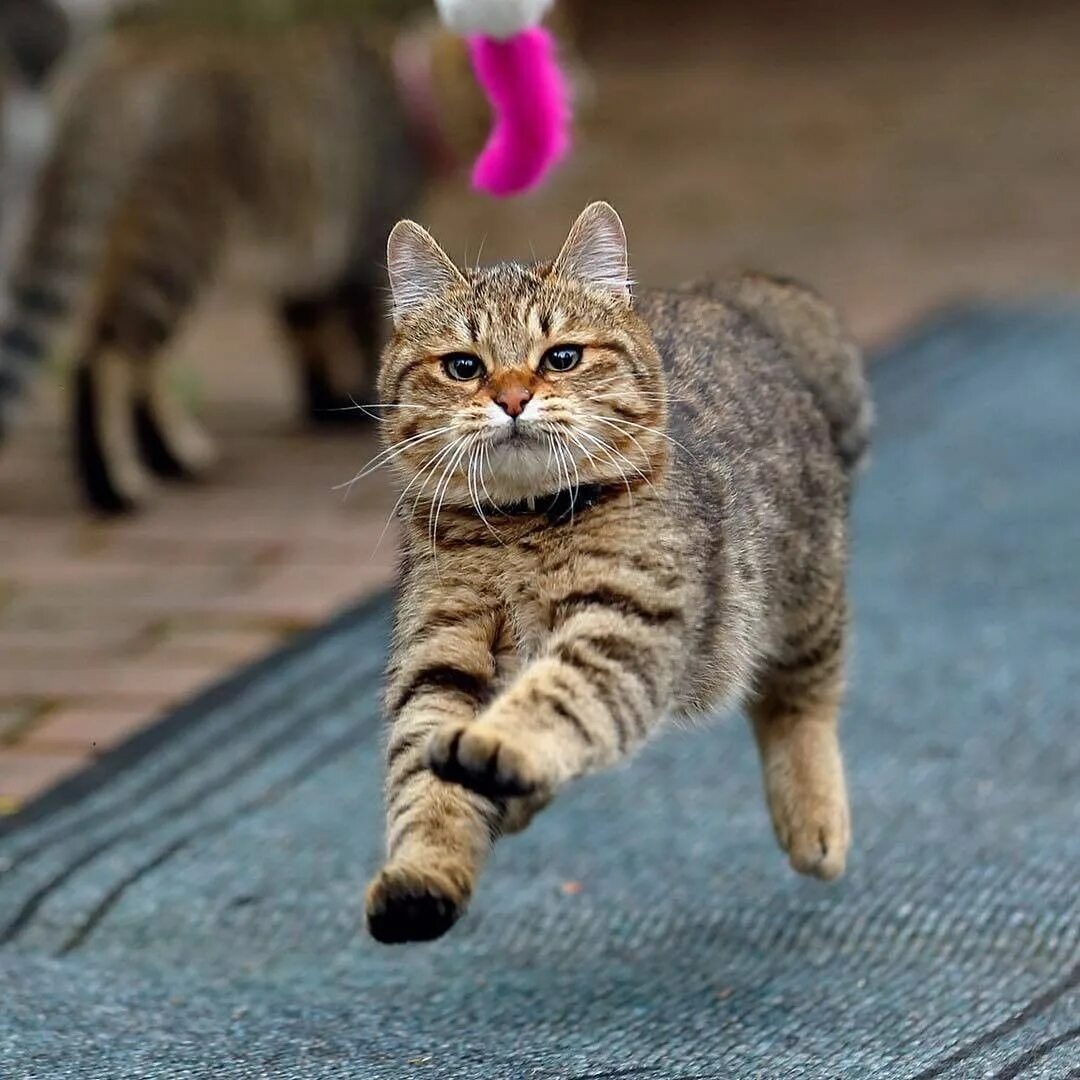 Кошечек быстро. Кошка. Кошка бежит. Веселые кошки. Шустрые кошки.