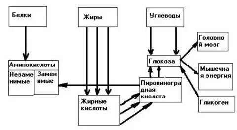 Почему пищевые белки жиры и углеводы распадаются