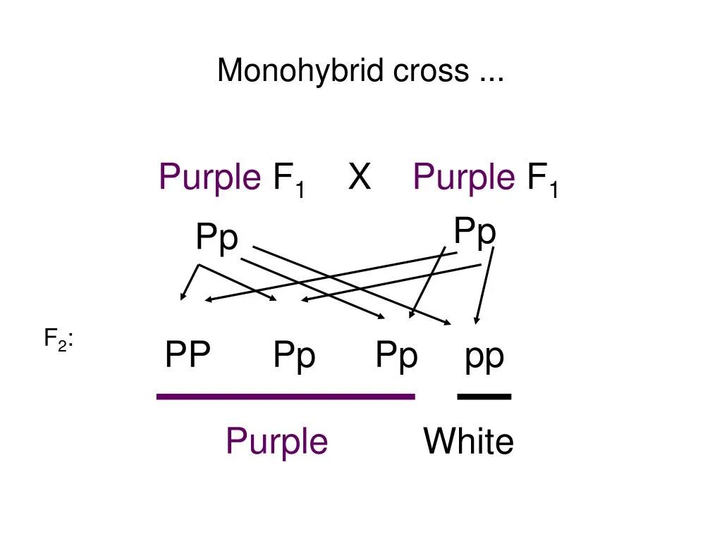 Monohybrid Cross.