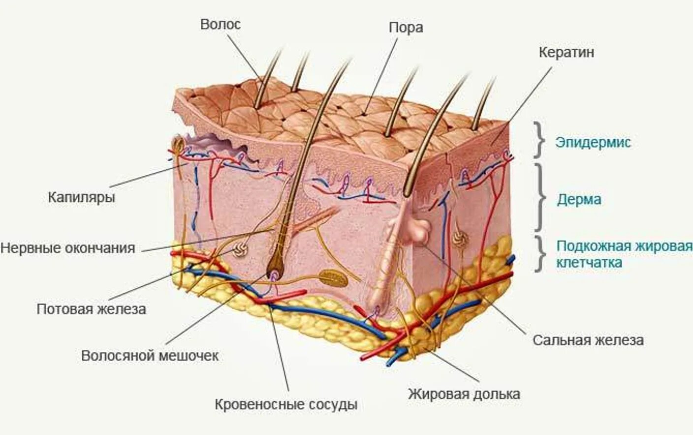 Какие функции выполняет образование кожи. Слой 1) эпидермис 2) дерма 3) гиподерма. Строение кожи эпидермис дерма гиподерма. Строение кожи 3 слоя. Слой строения кожи эпидермис дерма.