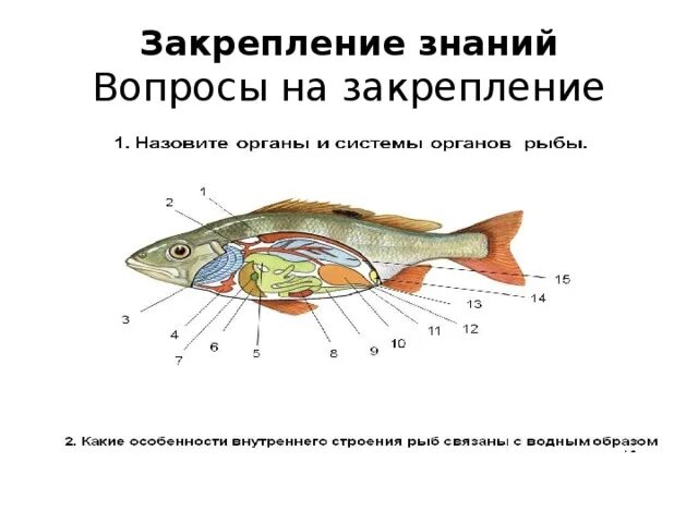 Внутреннее строение рыбы. Внутреннее строение щуки. Макет рыбы внутреннее строение. Строение рыбы для детей.