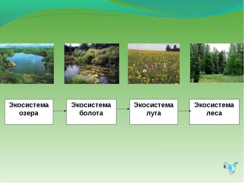 Какие организмы составляют болото. Экосистема луг. Естественные экосистемы озера. Экосистема лесного болота. Луга и болота.