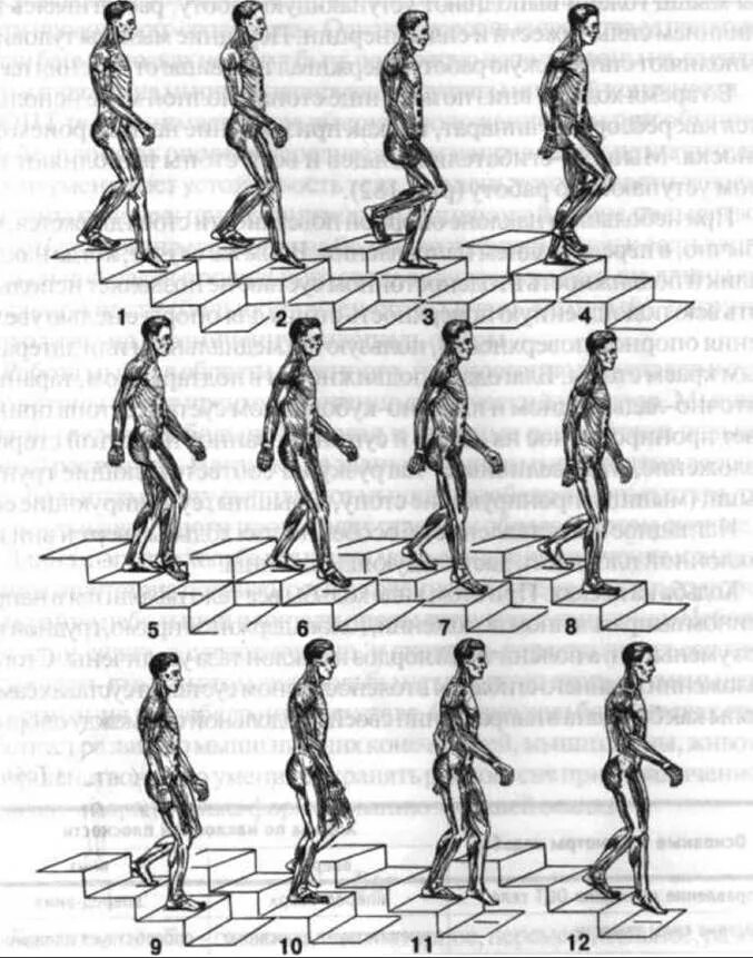 Процесс движения для человека. Мышцы при ходьбе по ступенькам. Биомеханика ходьбы. Биомеханика ходьбы человека. Человек на ступенях референс.