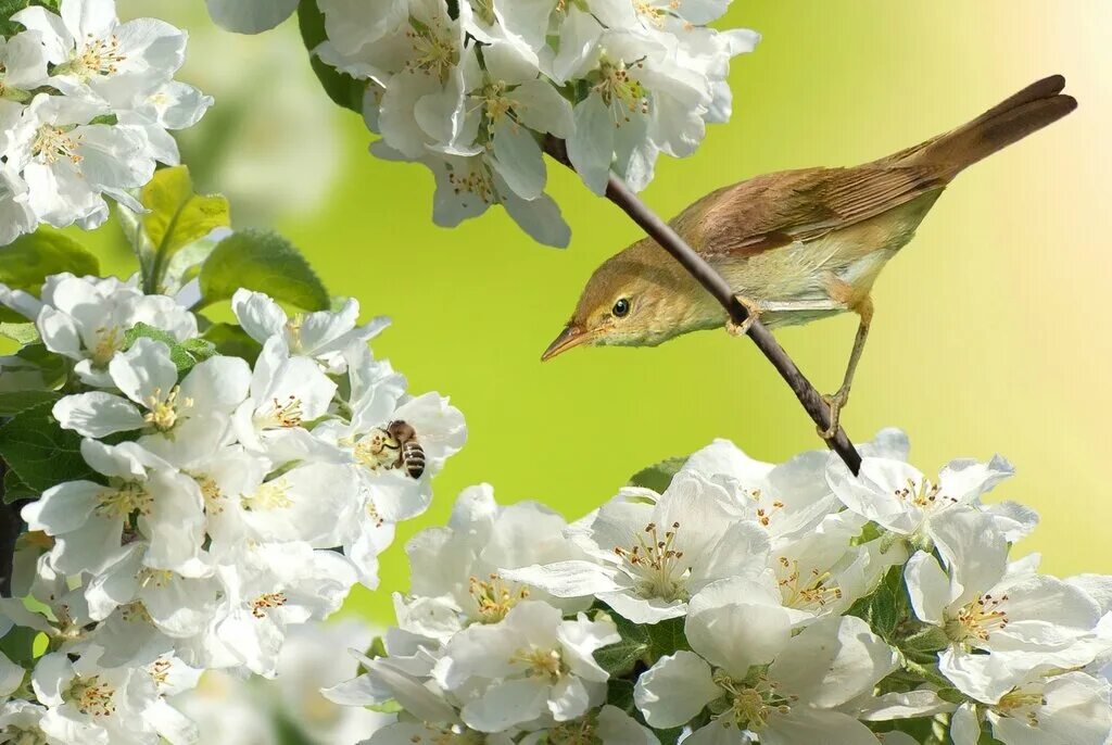 Птицы радуются весне. Весенняя природа Гармония. Весенние трели.