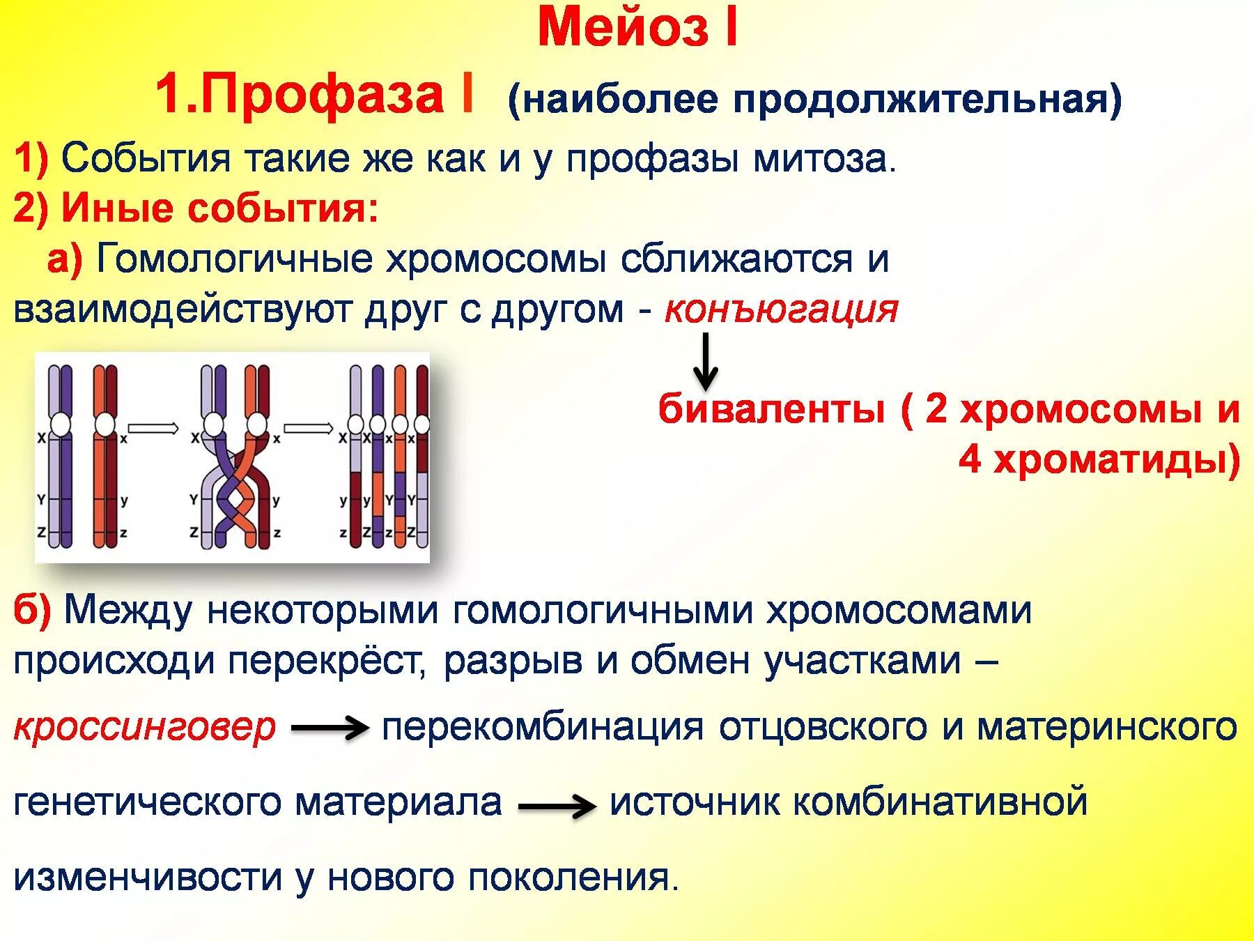 Образование двухроматидных хромосом спирализация хромосом. Конъюгация гомологичных хромосом в мейозе. Гомологичные хромосомы в митозе. Мейоз презентация. Гомологичные хромосомы в мейозе.