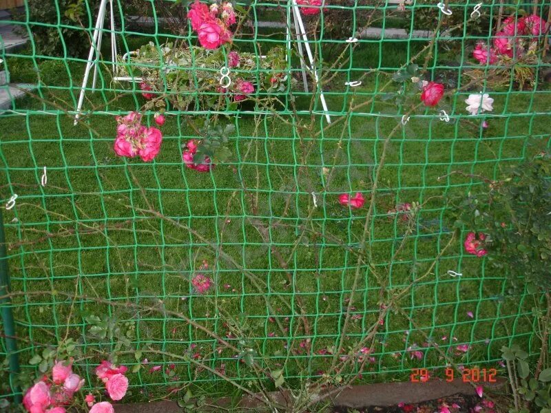 Как закрепить розы. Подвязка плетистой розы. подвязка плетистых роз.