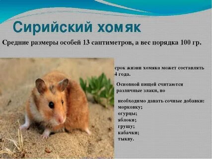 Размеры взрослой особи