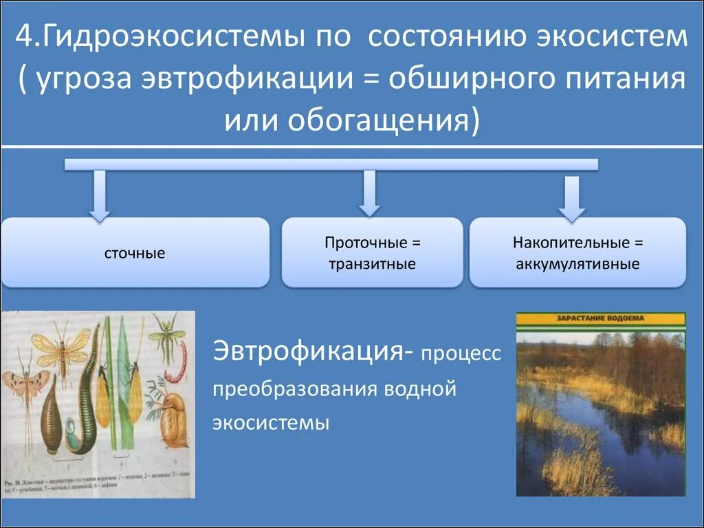 Факторы водных экосистем. Биогеоценоз наземная экосистема. Многообразие водных биогеоценозов. Сравнение водной и наземной экосистемы. На схеме наземной и водной экосистем.