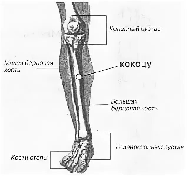 Находится берцовая кость. Малая берцовая кость большая берцовая кость. Малая берцовая кость стопы. Кости ног большая малая берцовая. Большая берцовая кость на ноге.