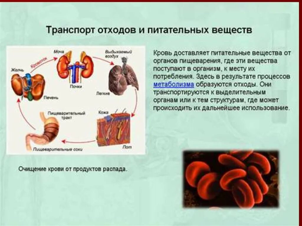 Кровь в организме выполняет функцию питательную. Питательные вещества поступают в крови. Перенос питательных веществ кровью. Транспорт питательных веществ в крови. Какие клетки переносят питательные вещества в крови.