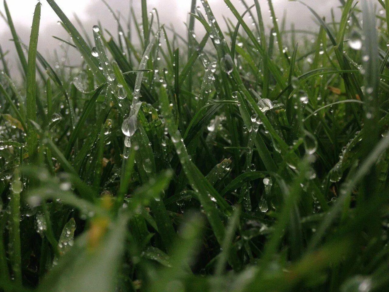 Трава омытая дождем. Трава после дождя. Растения под дождем. Дождь на траве. Трава с каплями дождя.