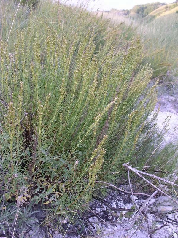 Полынь солончаковая. Полынь солянковидная (artemisia salsoloides). Полынь, прутняк, солянка. Полынь соляная. Полынь солянковидная красная книга.
