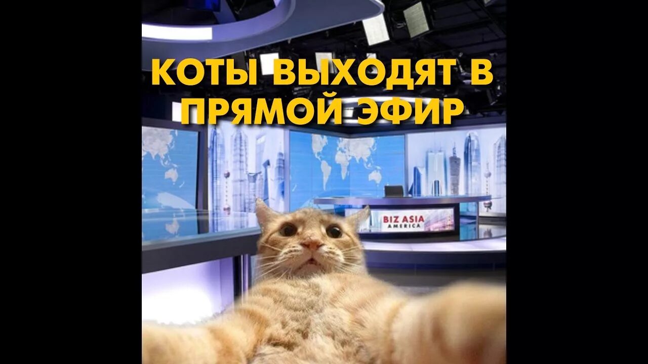 Мем с котом прямой эфир