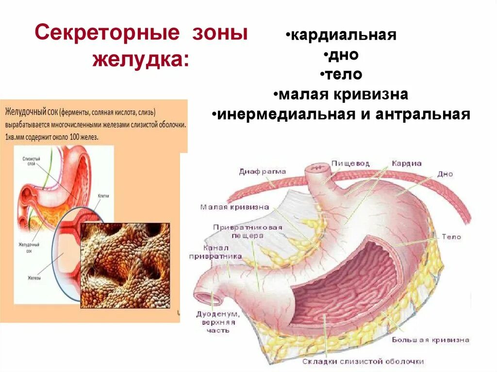 Секреторные зоны желудка. Физиология желудка. Секреторная функция желудка. Анатомия и физиология желудка.