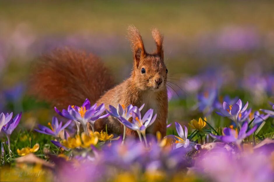 Spring animals