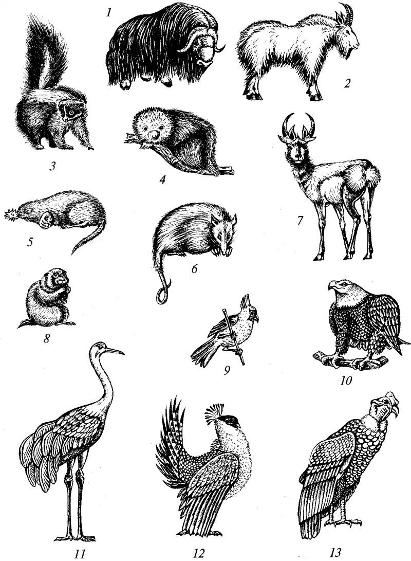 Детеныш птиц млекопитающих. Растения и животные. Млекопитающие птицы. Представители фауны. Зоологические зарисовки животных.
