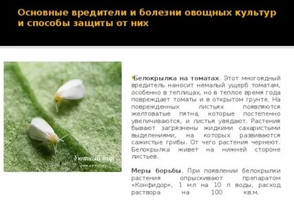 Чем помыть теплицу от белокрылки осенью